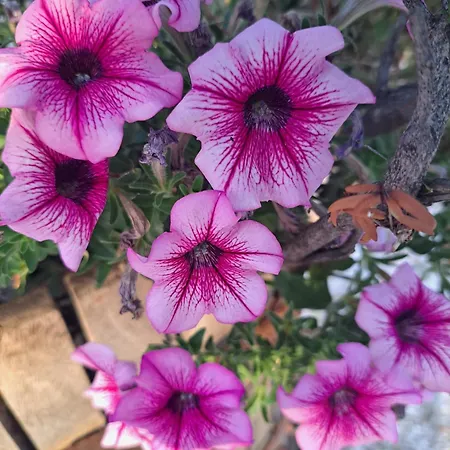 Trulli Harmonia Con Piscina -