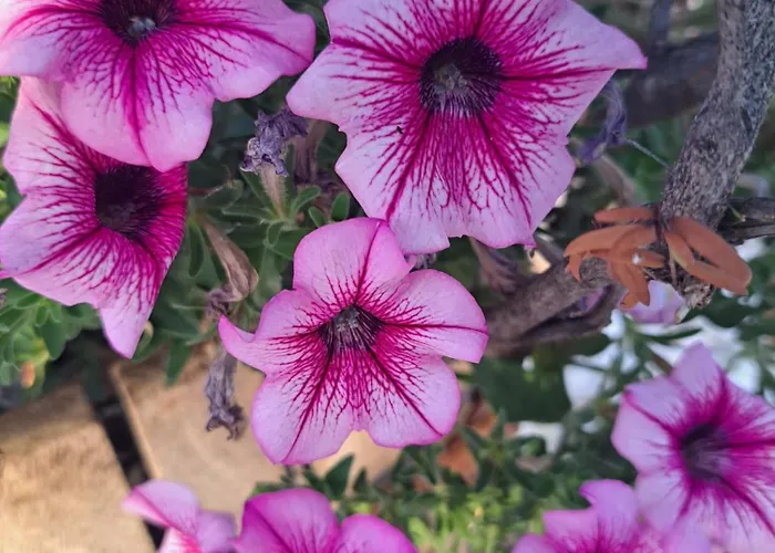 Trulli Harmonia Con Piscina -